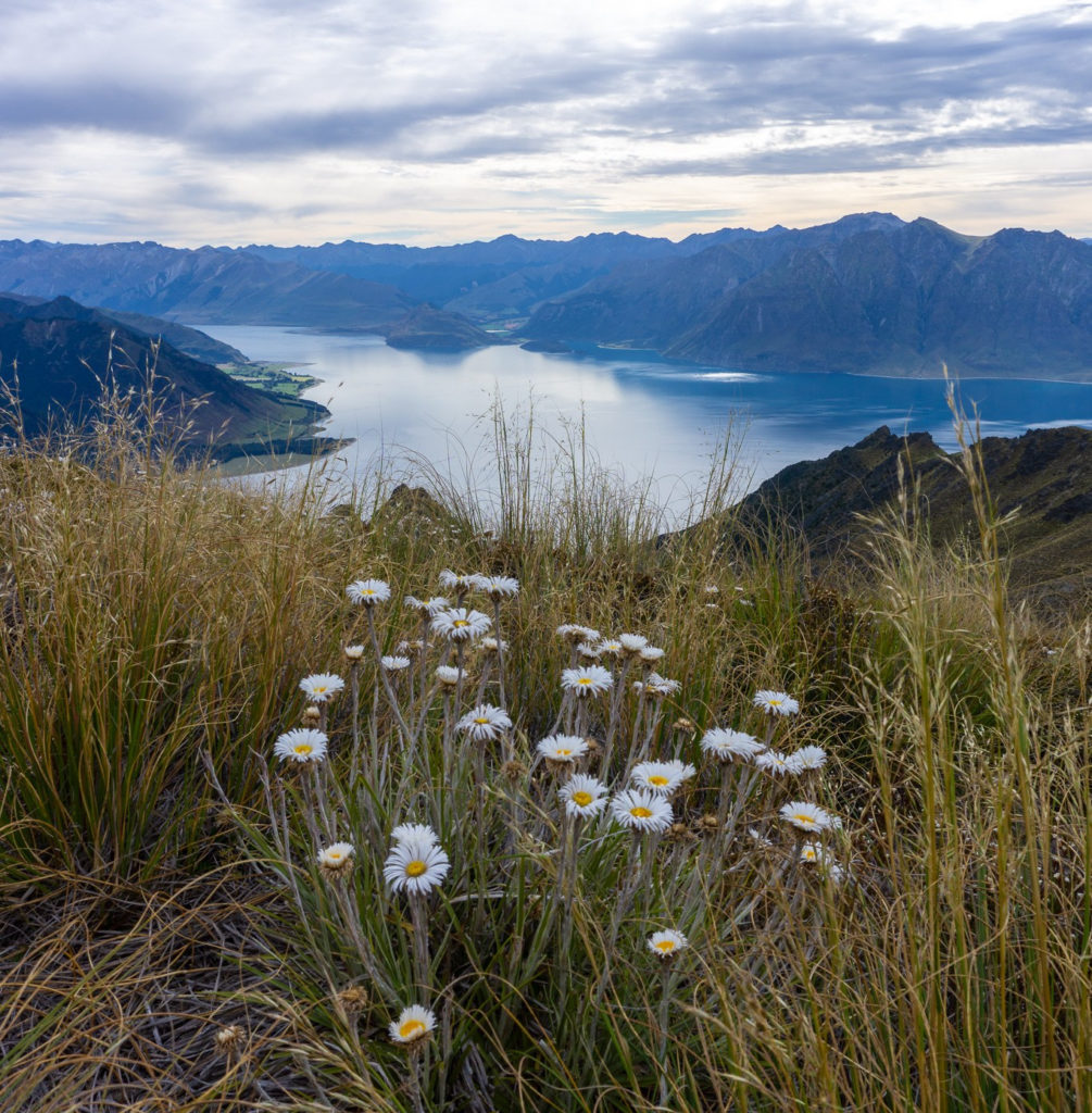 View of mountain daisies and Lake Hawea from Isthmus Peak