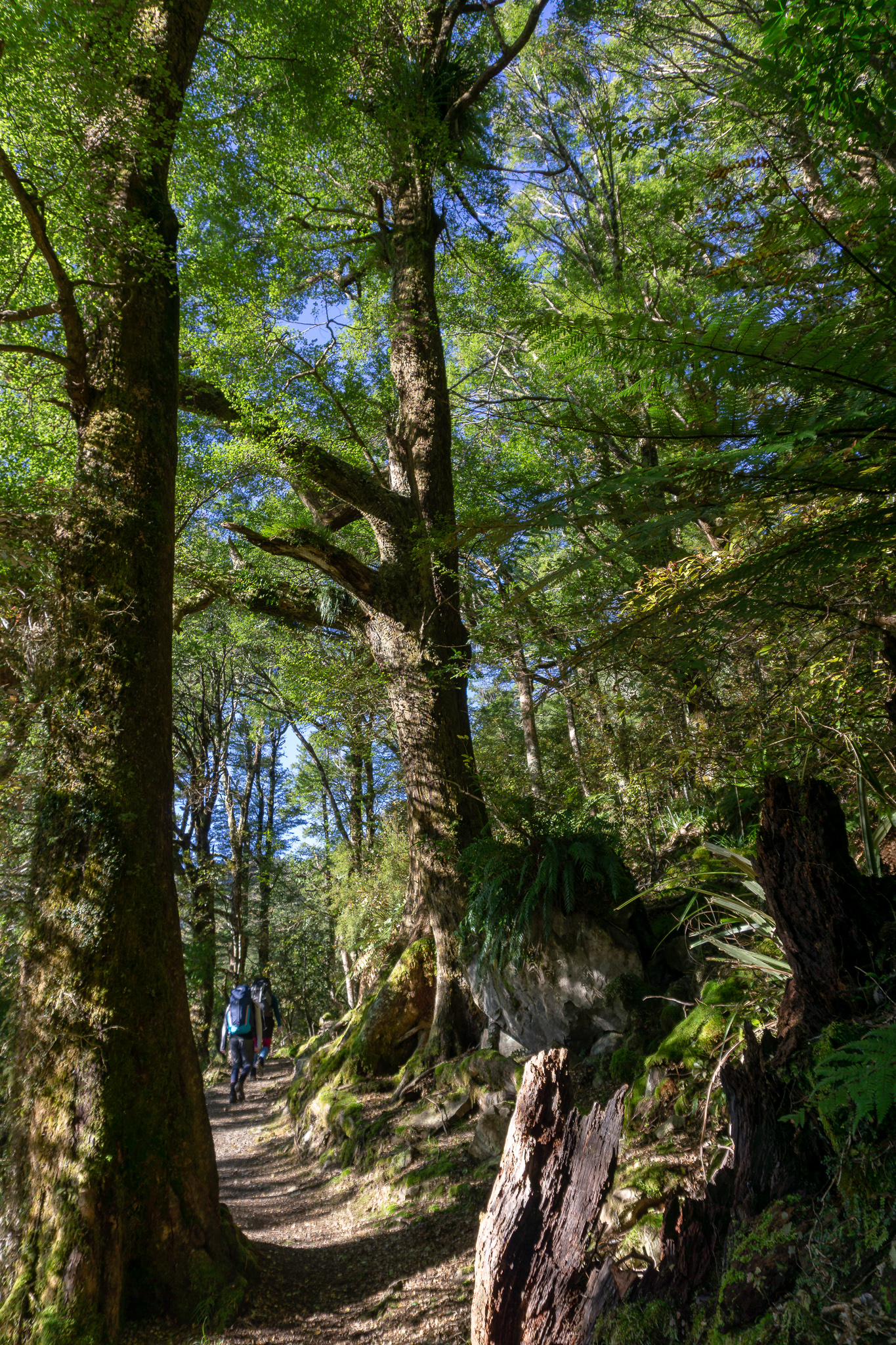 Two trampers walking along in dappled light along Rangiwahia track surrounded by forest