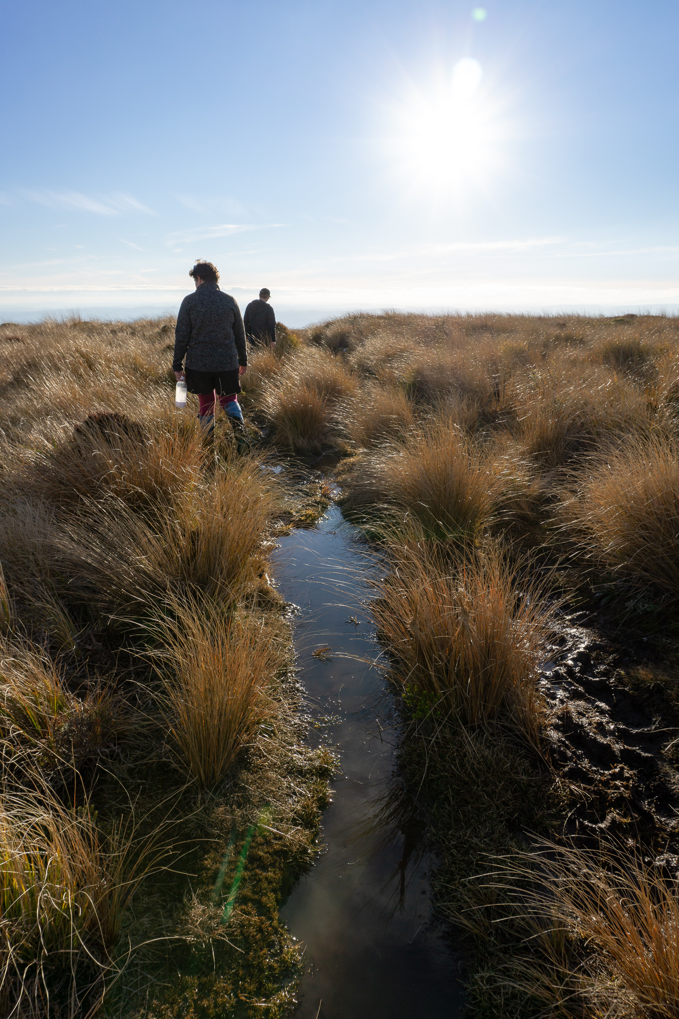 Two trampers walking through tussocks with a muddy and watery path in the foreground