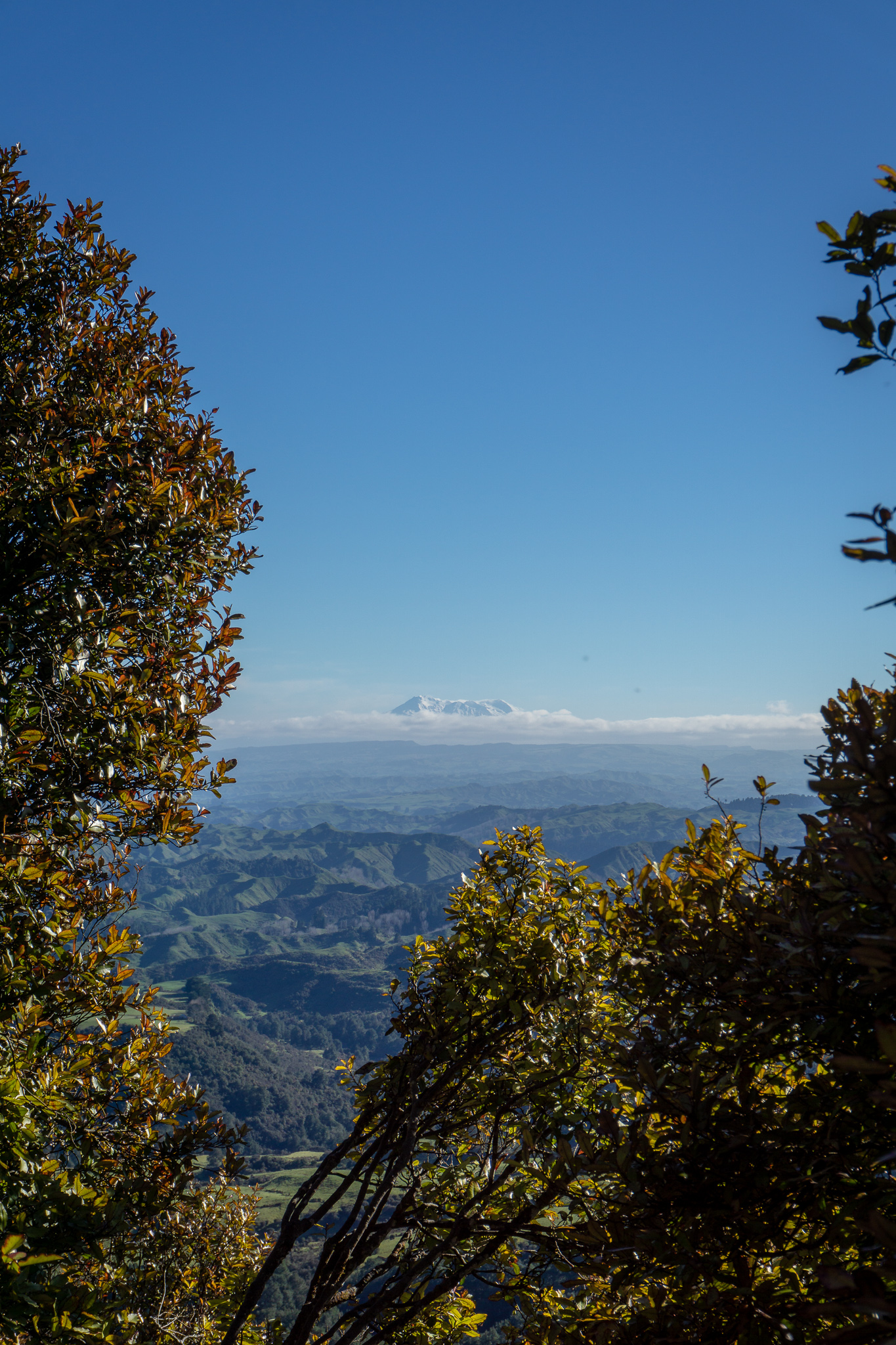View of a far off snowy Mt Ruapehu covered in cloud, and framed by autumn trees