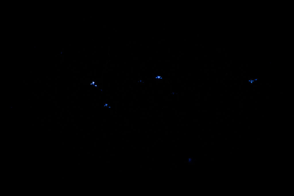 Blueish lights on a black background - glowworms
