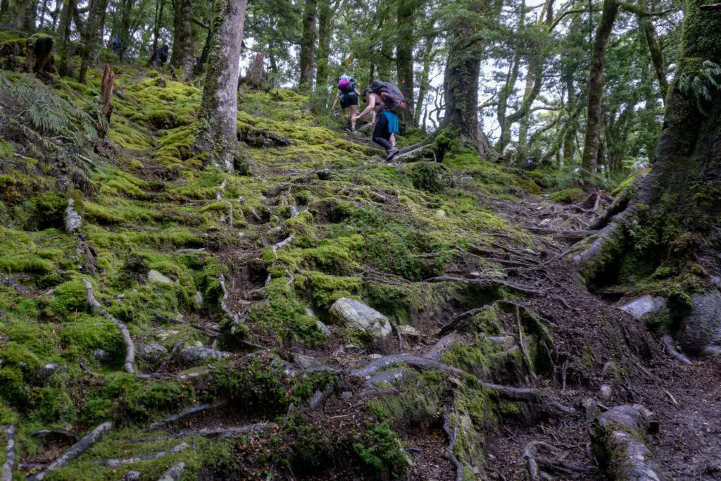 Two trampers climbing up mossy tree roots in the bush