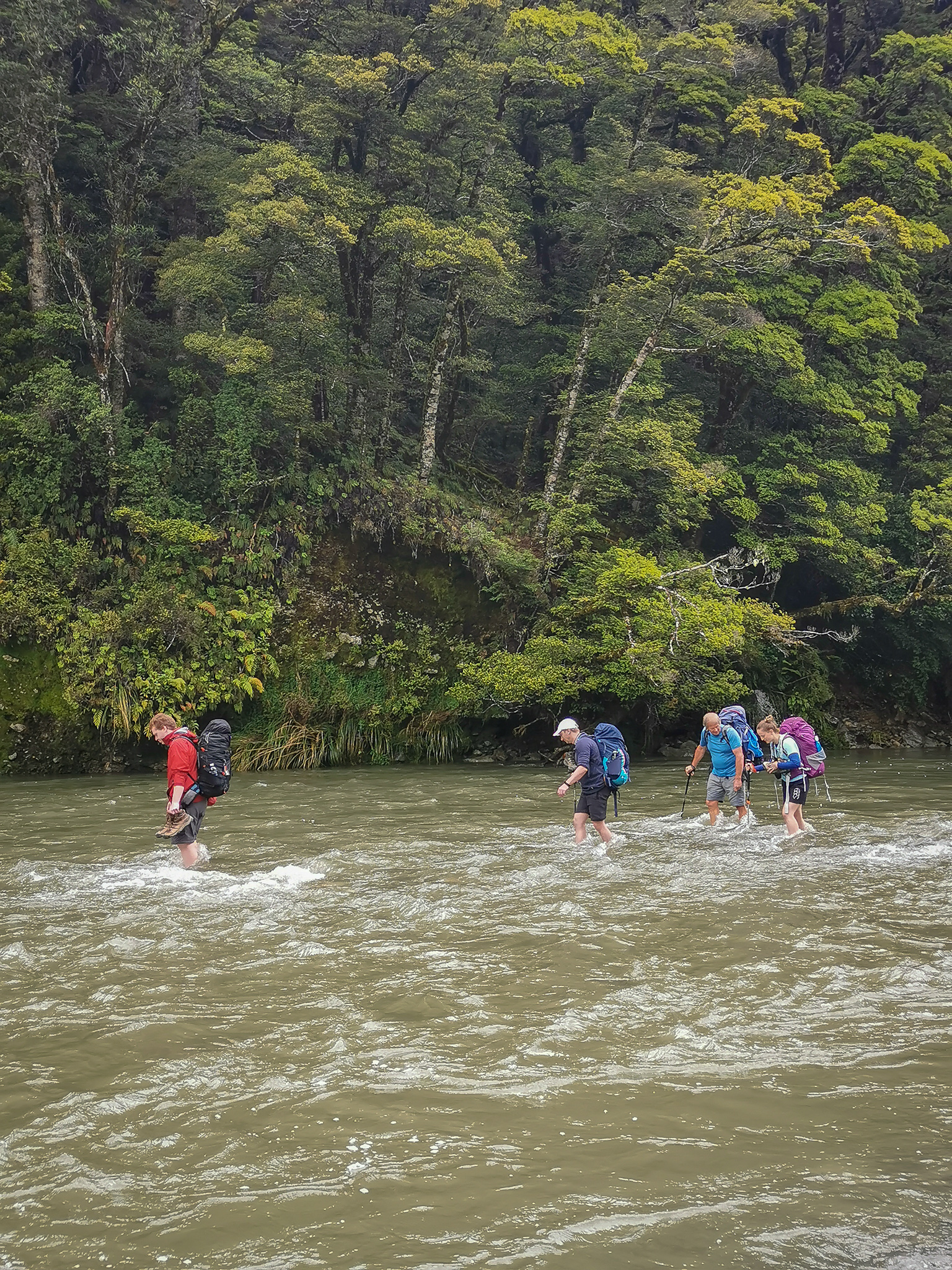 Group of trampers crossing the flooded Haast River just down from Fantail Falls, brown water up to knees