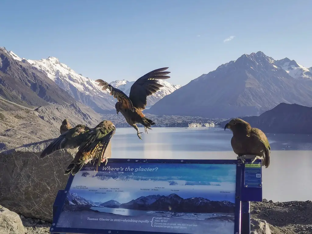Four juvenile kea playing king of the castle on a sign at the Tasman Lake and Glacier lookout
