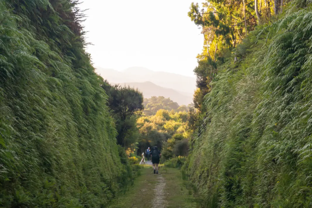 Track through a cut out tramway on the Hump Ridge Track before Port Craig