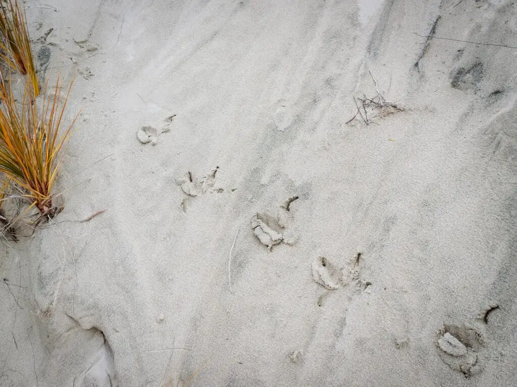 Kiwi tracks in the sand at Mason Bay