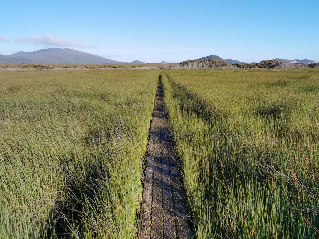 A swamp filled with reeds and a boardwalk stretching off into the distance on Stewart Island between Mason Bay and Freshwater Hut