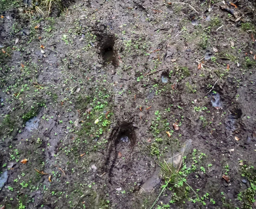 Deep boot prints in mud on Stewart Island