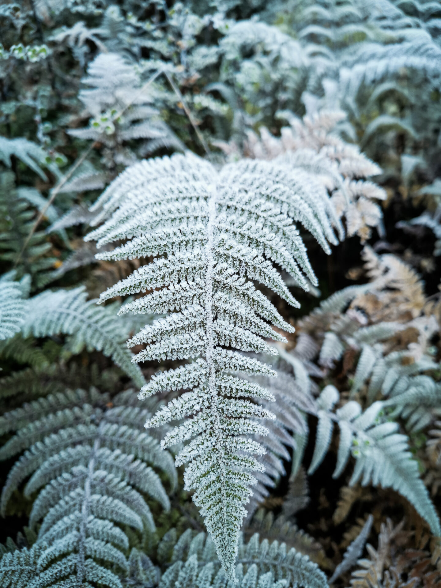 Frozen ferns along the Routeburn Great Walk