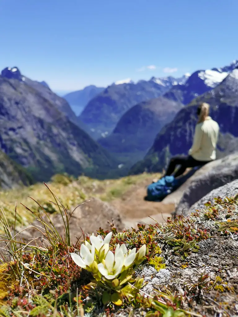 White snow gentian growing at the top of Gertrude Saddle with a female hiker and view to Milford Sound in background