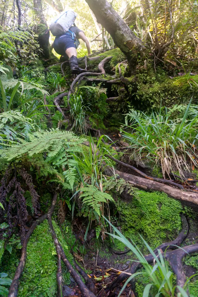 Hiker climbing down a particularly steep section of tree roots on the Mount Fox route