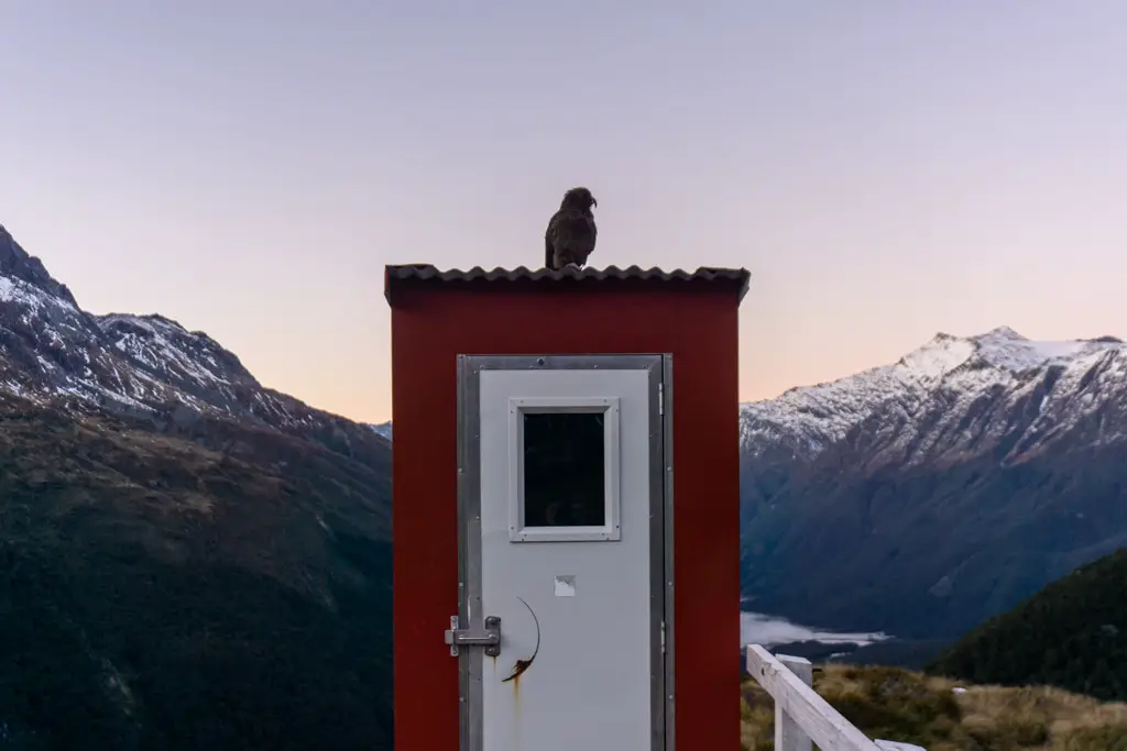 Red alpine longdrop toilet at Liverpool Hut with a kea sitting on top of the roof