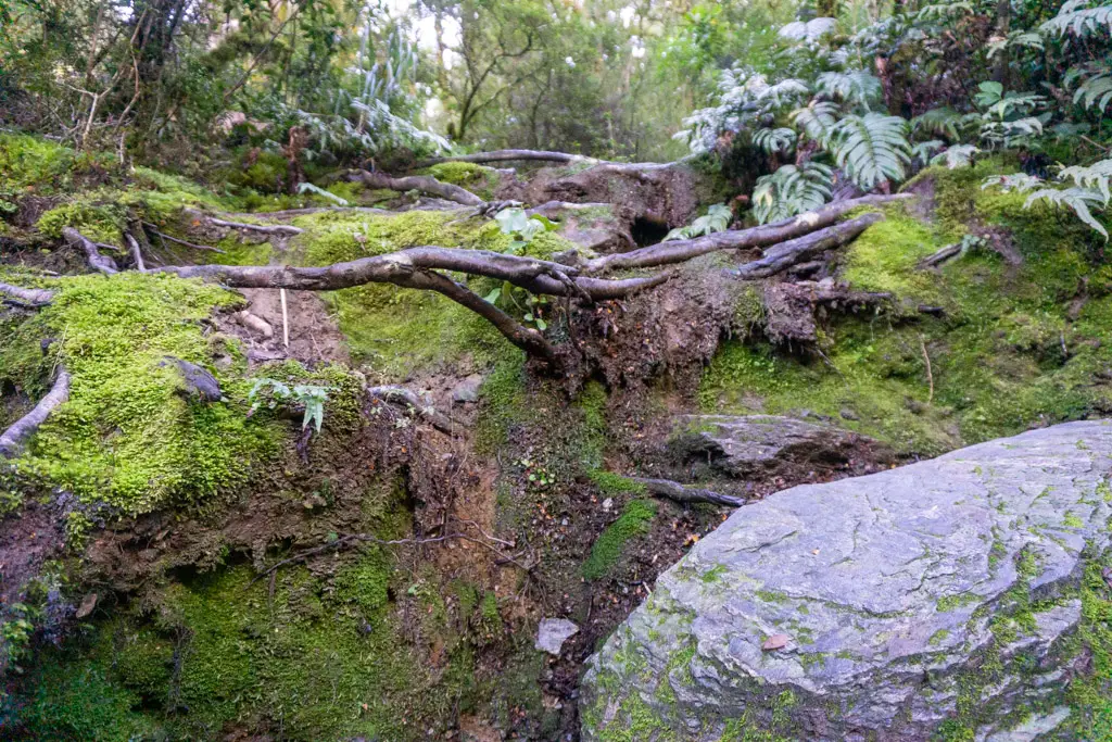Steep track with rocks and tree roots