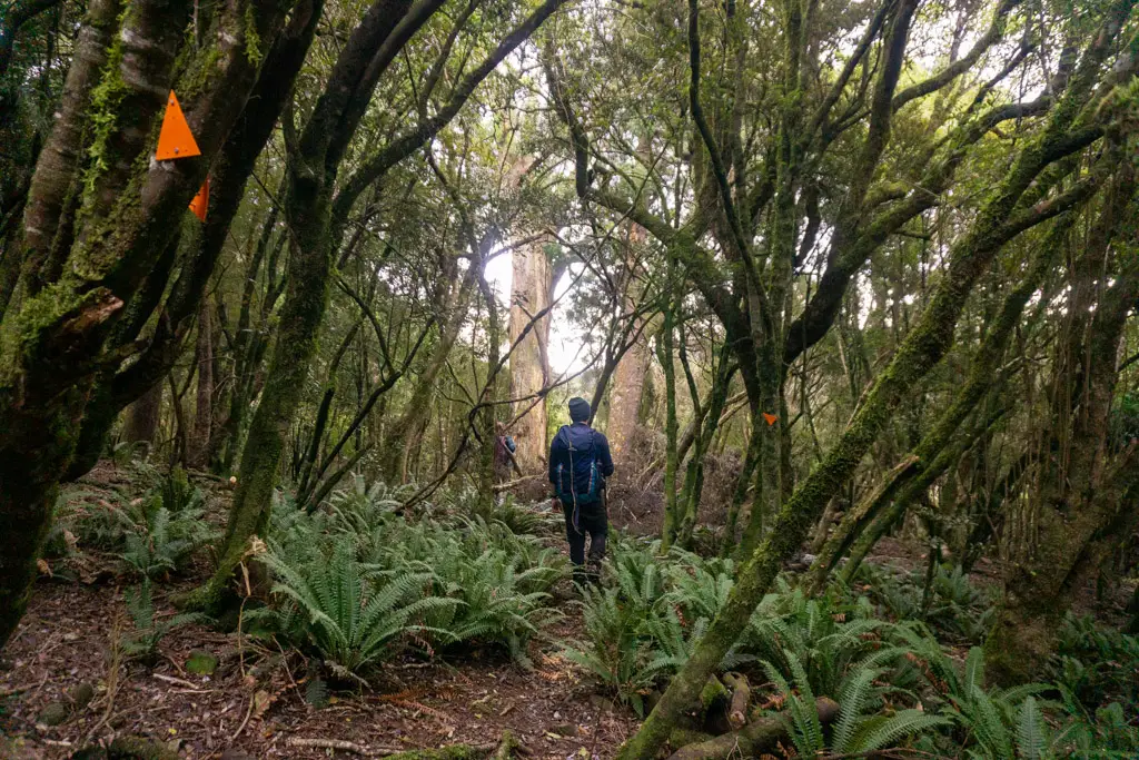 Tramper walking through bush on the Makarewa Falls Track