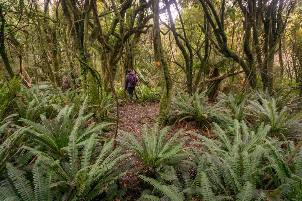 Tramper walking through trees and ferns in the Hokonui Forest Conservation Area
