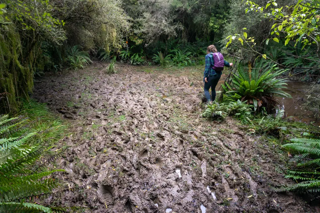 Tramper crossing a muddy bog on the Makarewa Falls Track