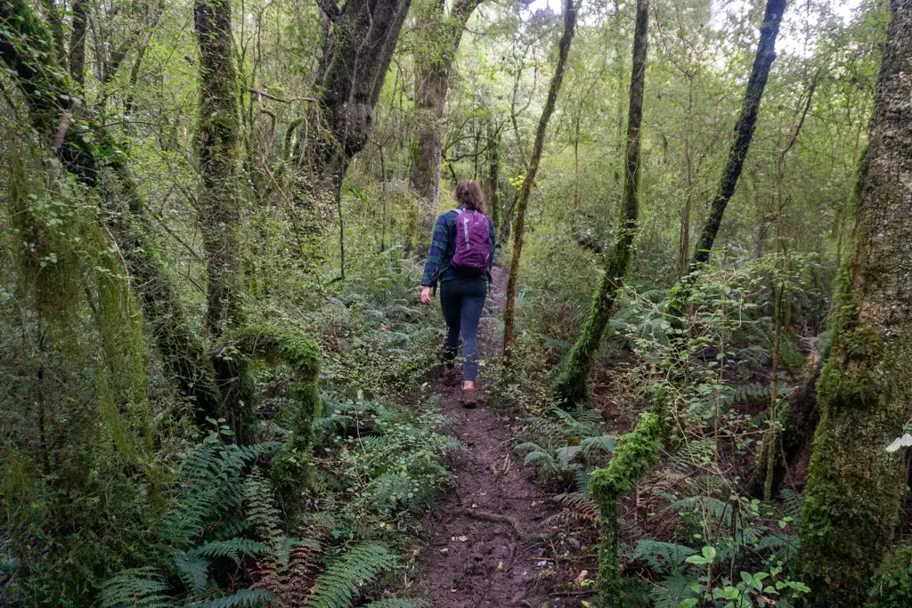 Lady walking through bush in the Hokonui Forest Conservation Area