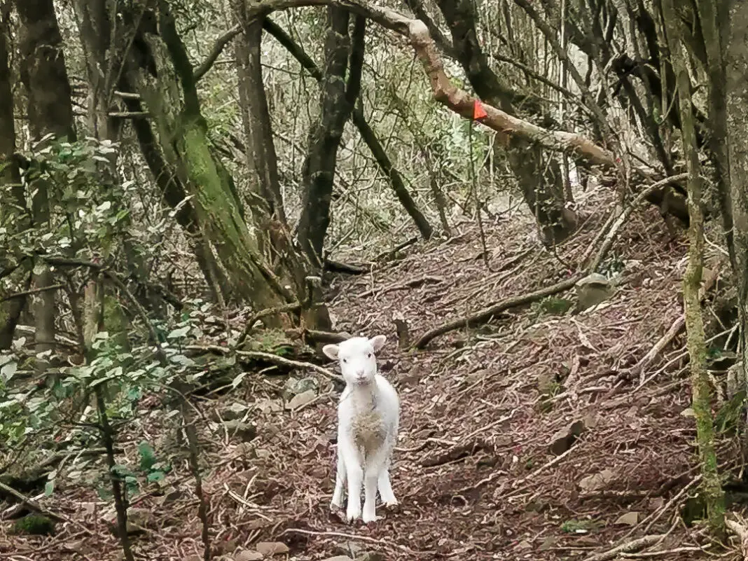 Lamb in the Hokonui Hills on the Makarewa Falls Track