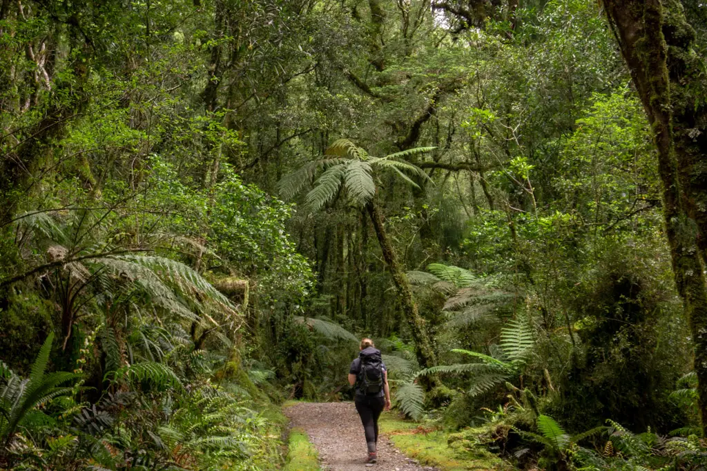 Lady walking on a day trip on the Milford Track in rainforest