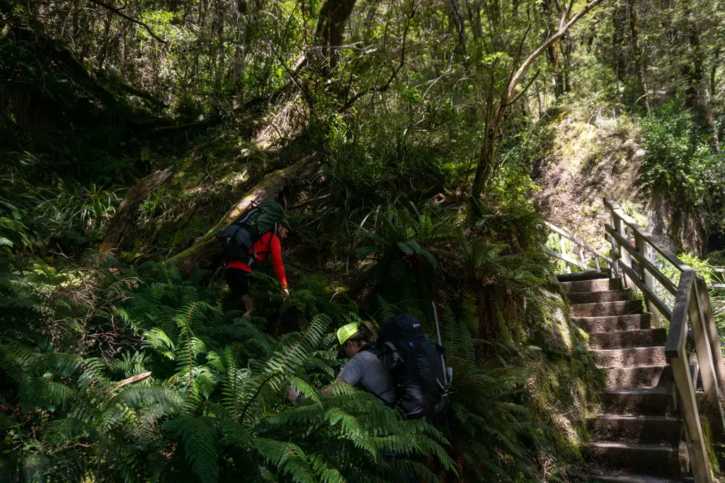 Trampers climbing through dense bush