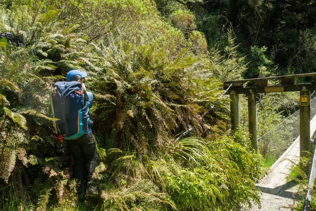 Tramper disappearing into ferns next to Emily Creek off the Routeburn Track