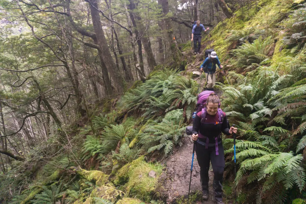 Trampers walking in the bush and ferns on the Earnslaw Burn Track