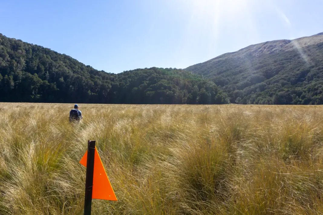 Man walking through tall tussocks with an orange DOC marker in the foreground