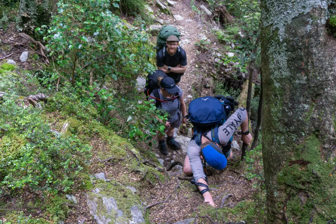 Trampers climbing up steep tree roots on Sugarloaf Pass