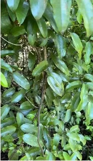 Rongoā Māori: Kaeao / Supplejack plant