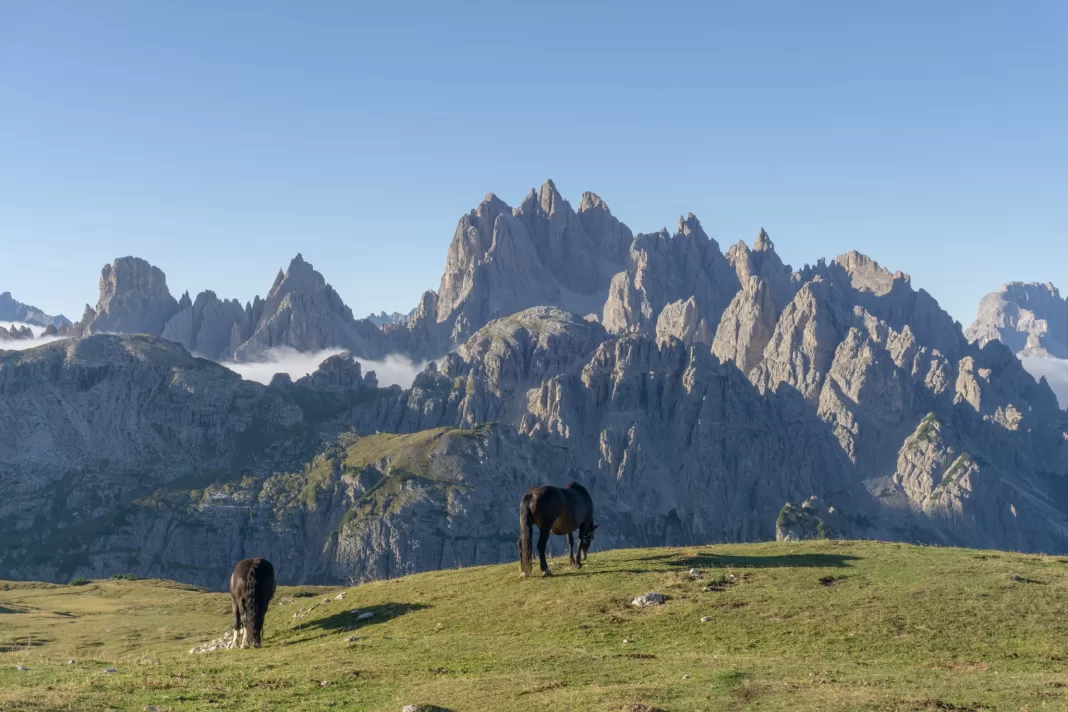 Horses in front of Cadini di Misurina in the Italian Dolomites