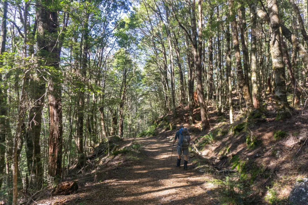 Man walking the Sylvester Hut Track