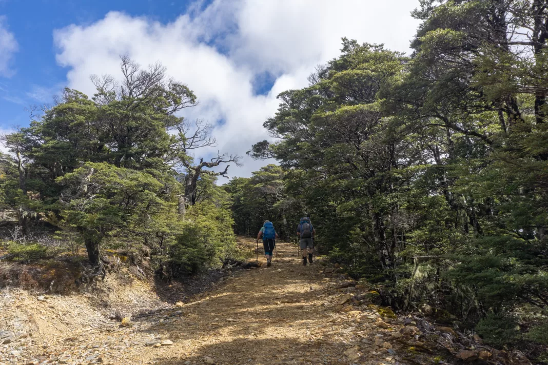 Climbing up a 4WD track in forest