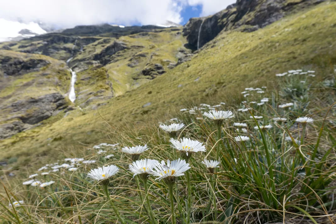 Alpine daisies in bloom above Kea Basin