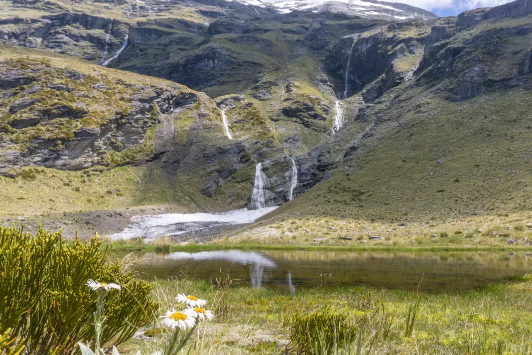 Alpine daisies in bloom in the foreground, with a tarn behind them and waterfalls and bluffs in the background