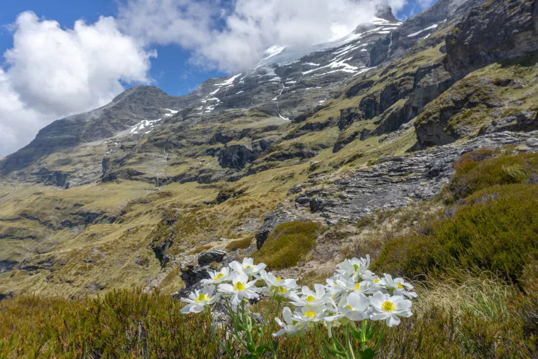 Alpine lillies in flower with Mt Earnslaw in cloud behind them