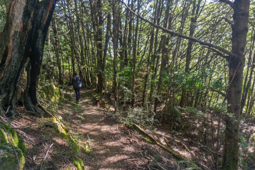 Tramper walking along a cut track to Kea Basin