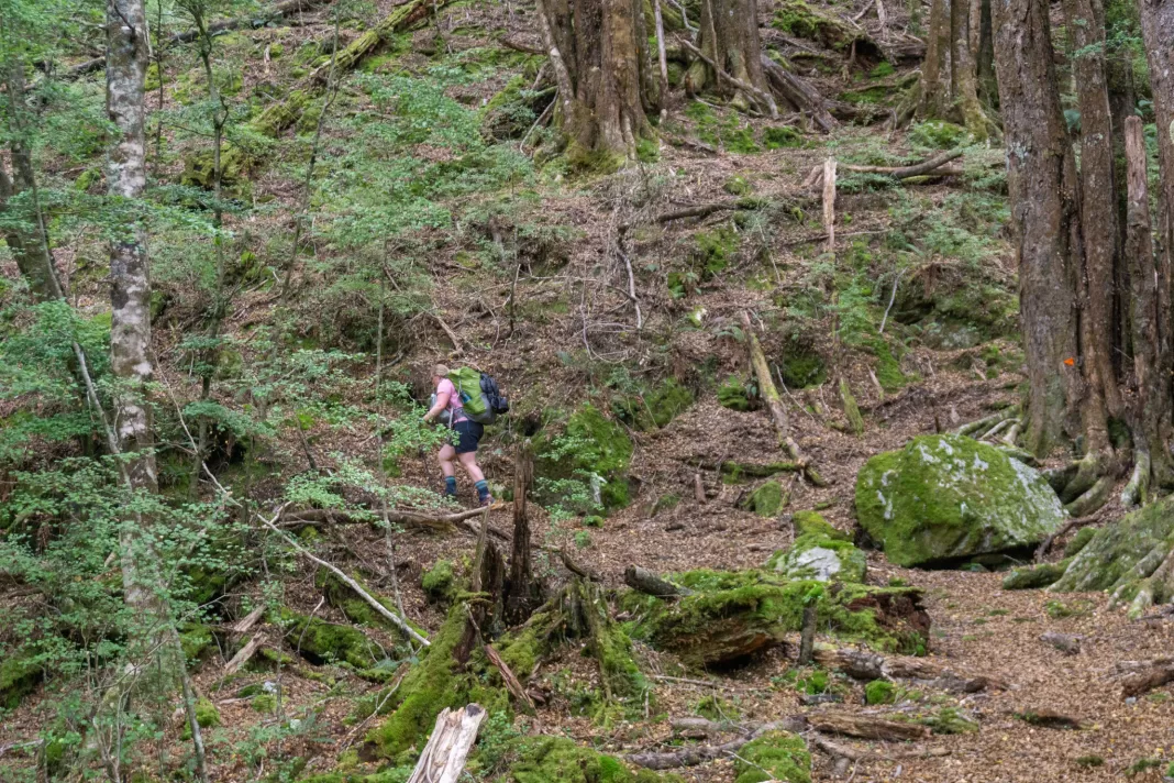 Tramper climbing up in beech forest on the Kea Basin Track