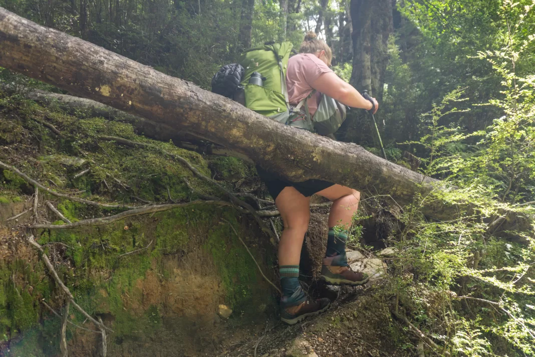 Tramper climbing around fallen logs on the Kea Basin Track