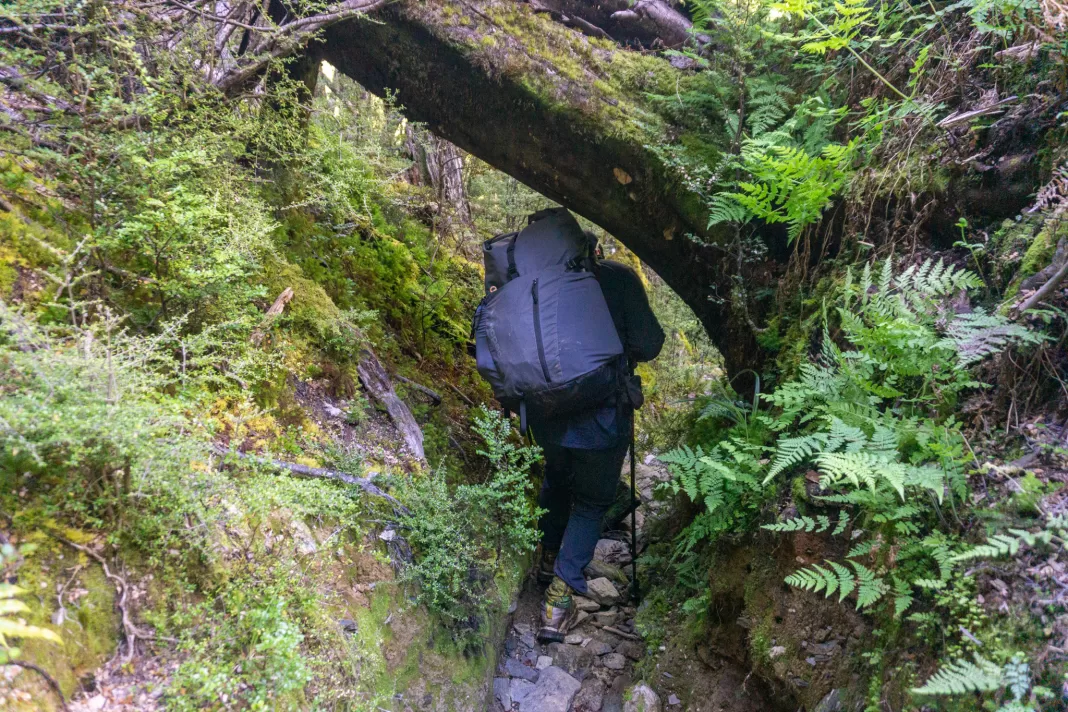 Tramper ducking under a fallen log