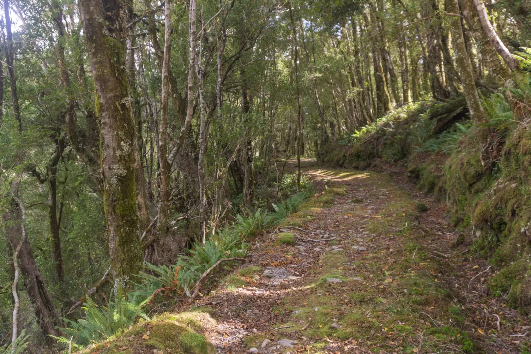 Haast to Paringa Historic Cattle Track