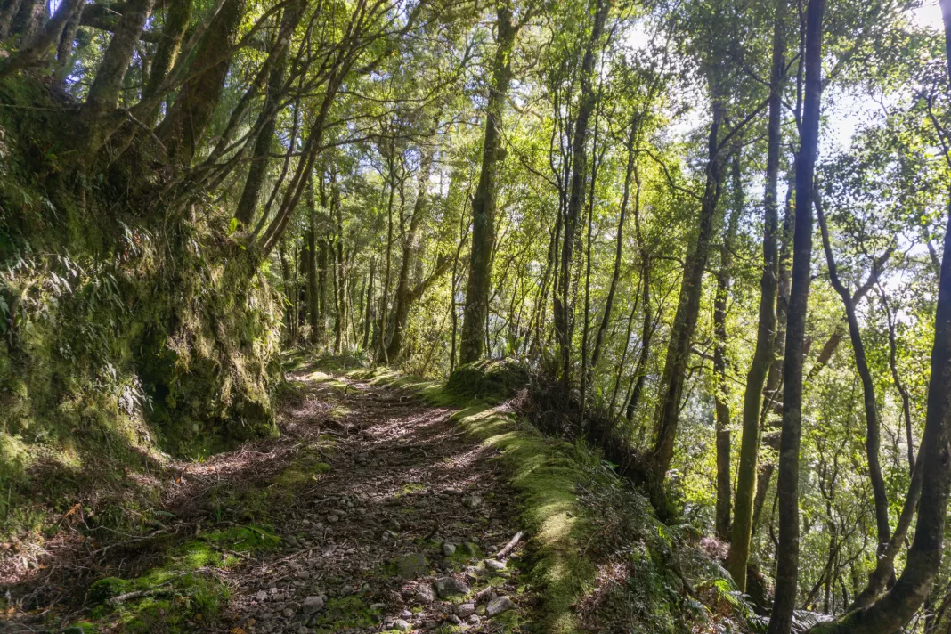 Haast to Paringa Cattle Track