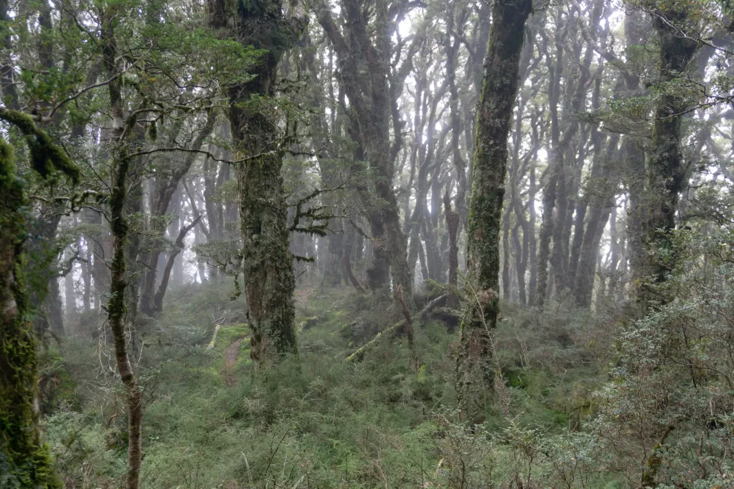 Foggy and misty trees on the Mica Mina Route