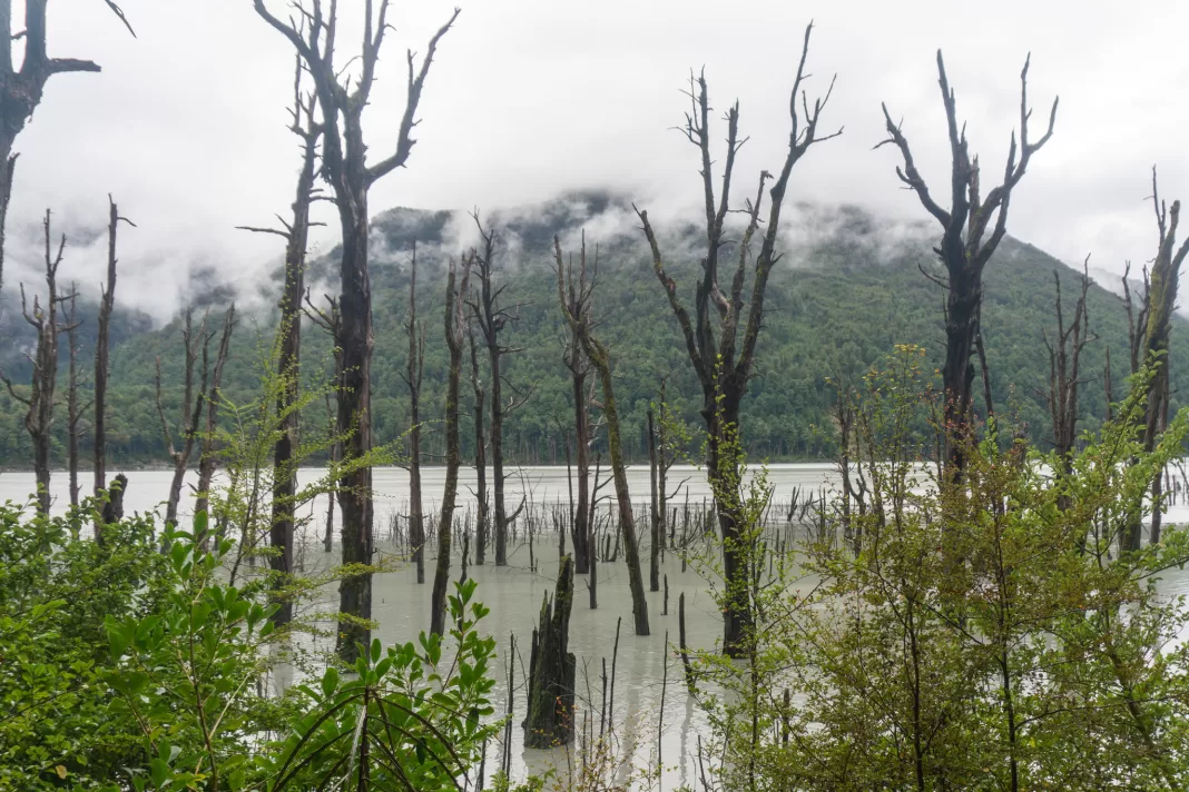 Dark dead tree trunks coming up out of a lake
