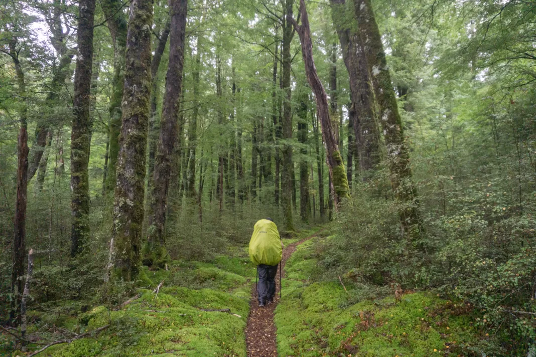 Person walking in the forest with a pack cover on