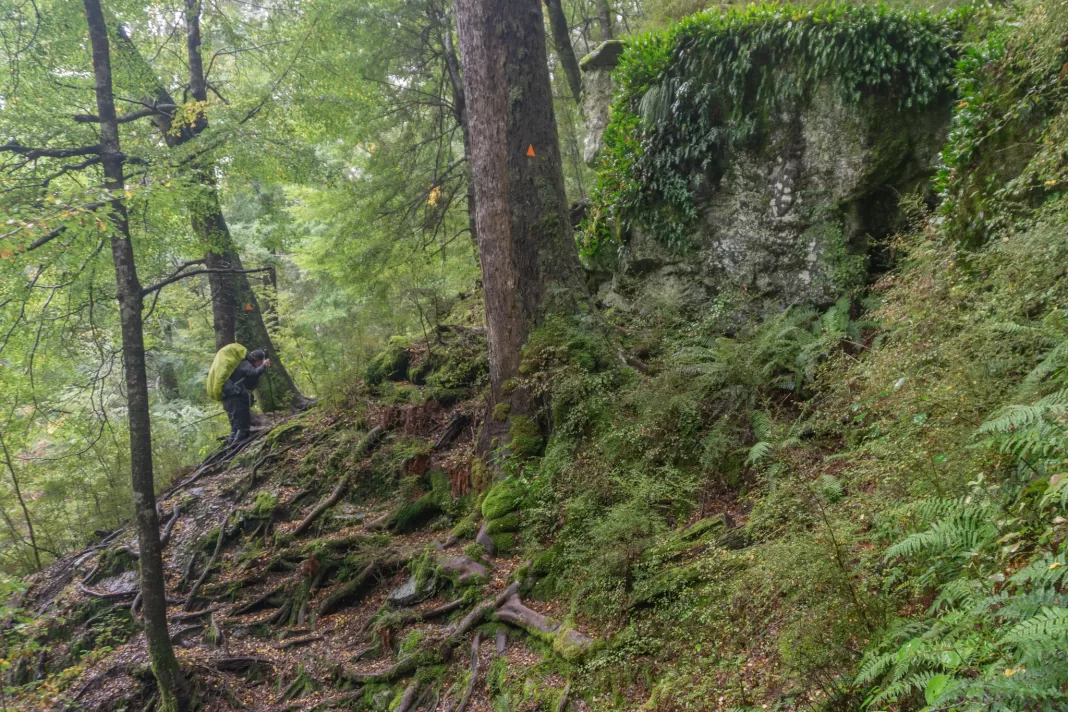 Woman climbing up mossy green tree roots